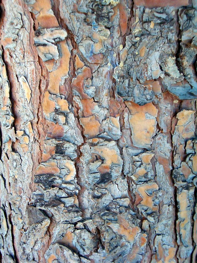 Pinus halepensis / Pino d''Aleppo